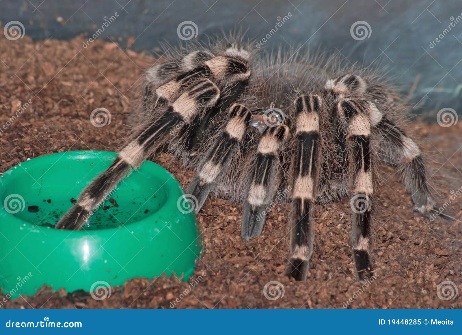 A pet tarantula stock image. Image of terrarium, cephalothorax 19448285