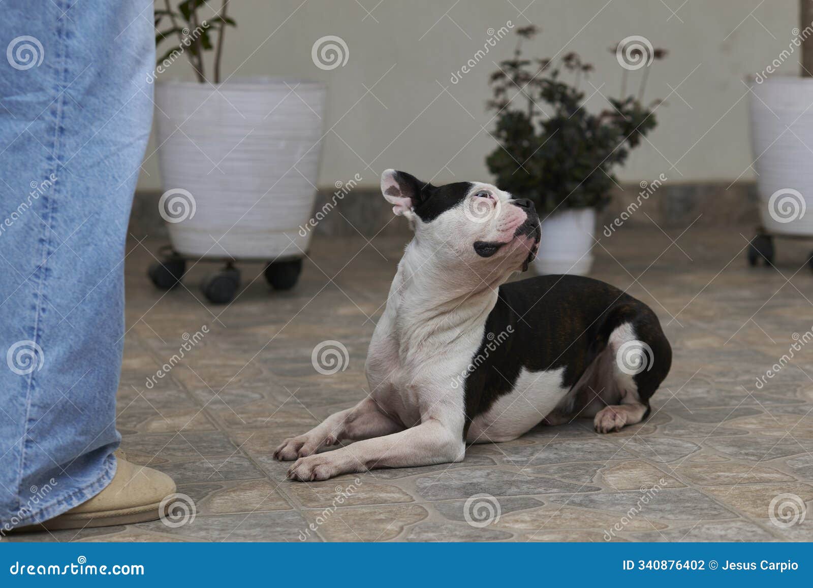 pet training boston terrier, don't look at me command