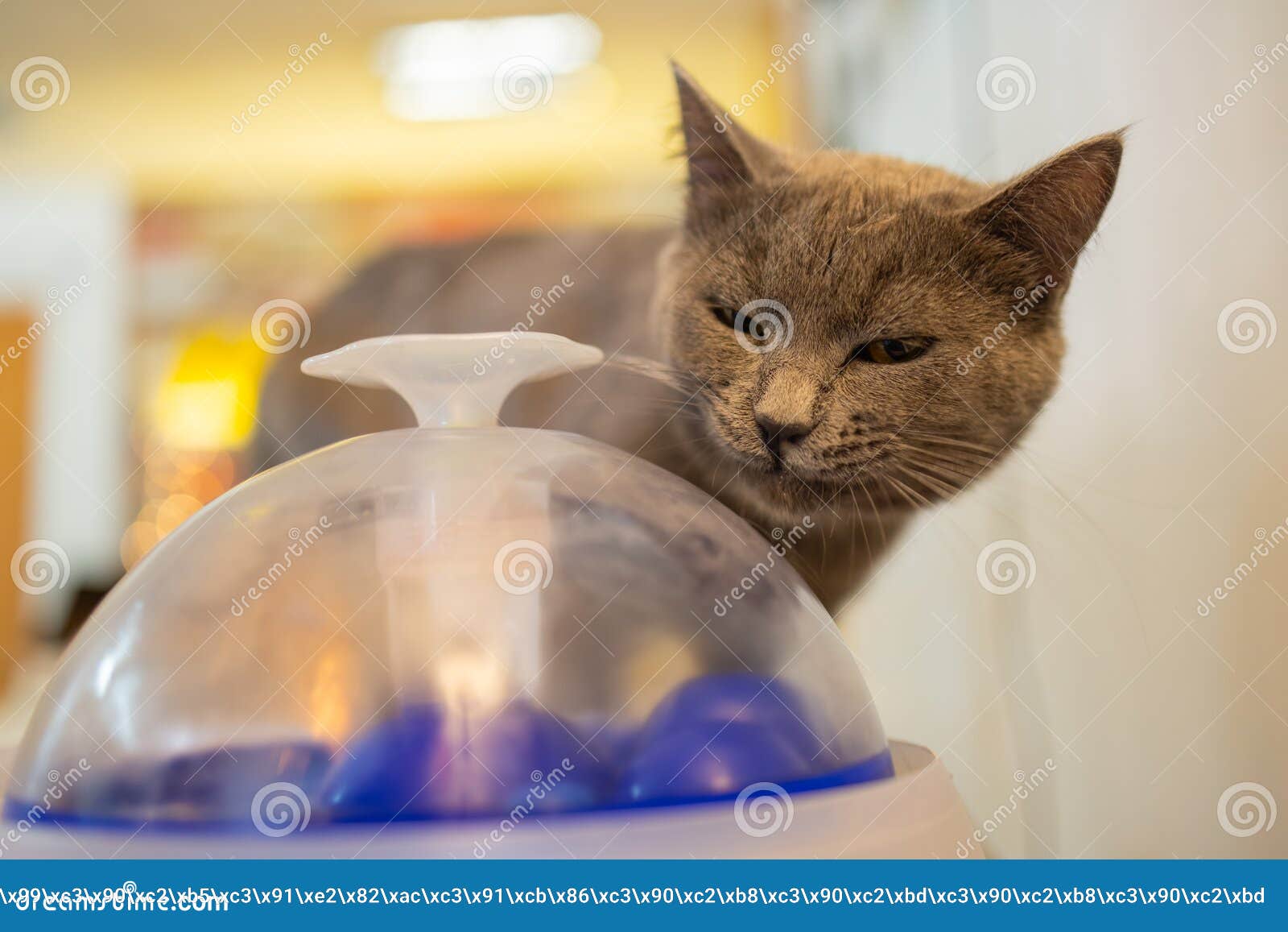 gravity refill pet waterer