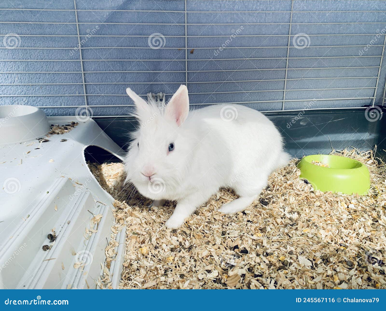 Pet White Rabbit in Rabbit Hutch Enclosure in Suburban Backyard Stock