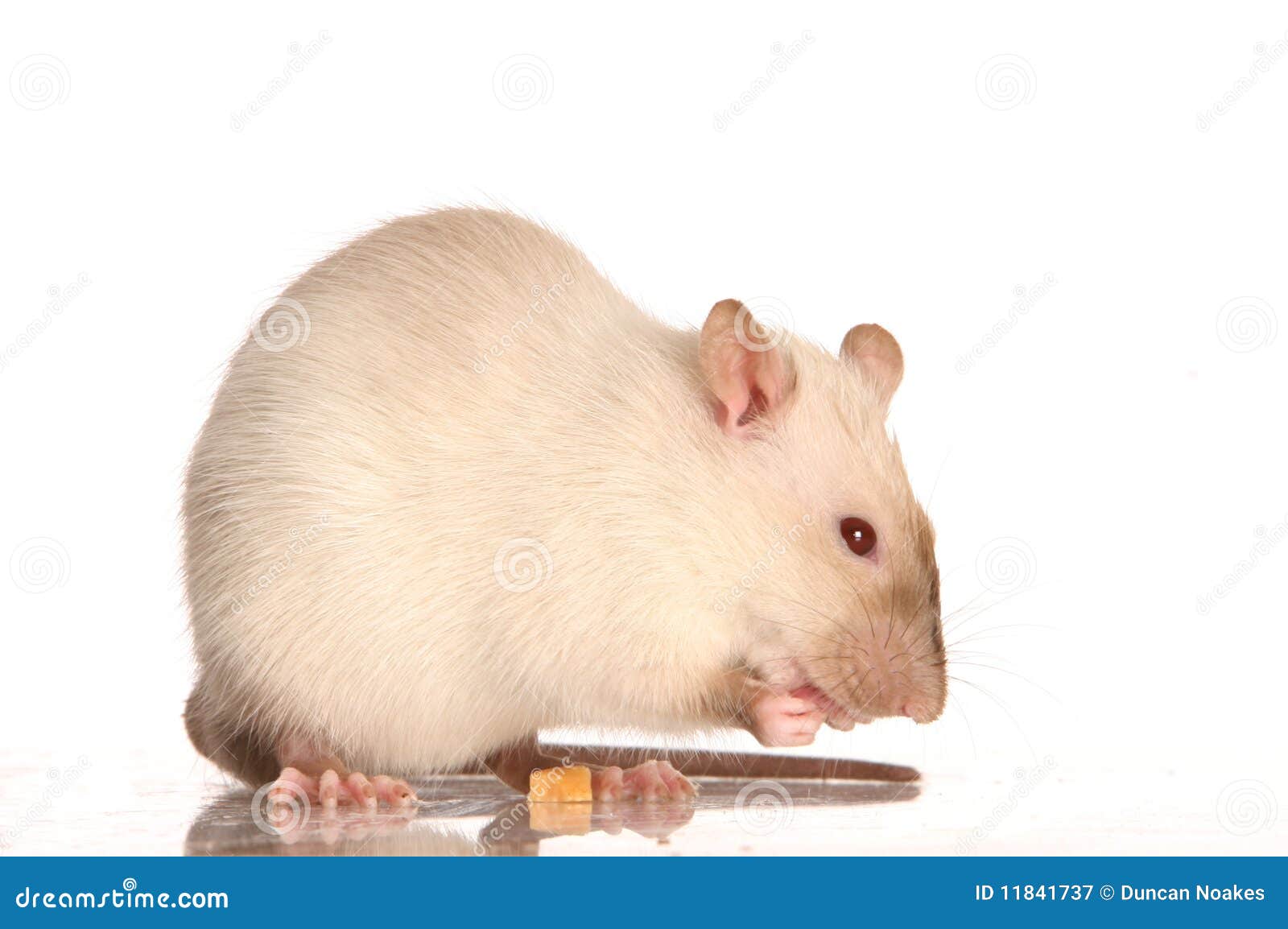 Pet White Rat stock image. Image of fruit, background 11841737