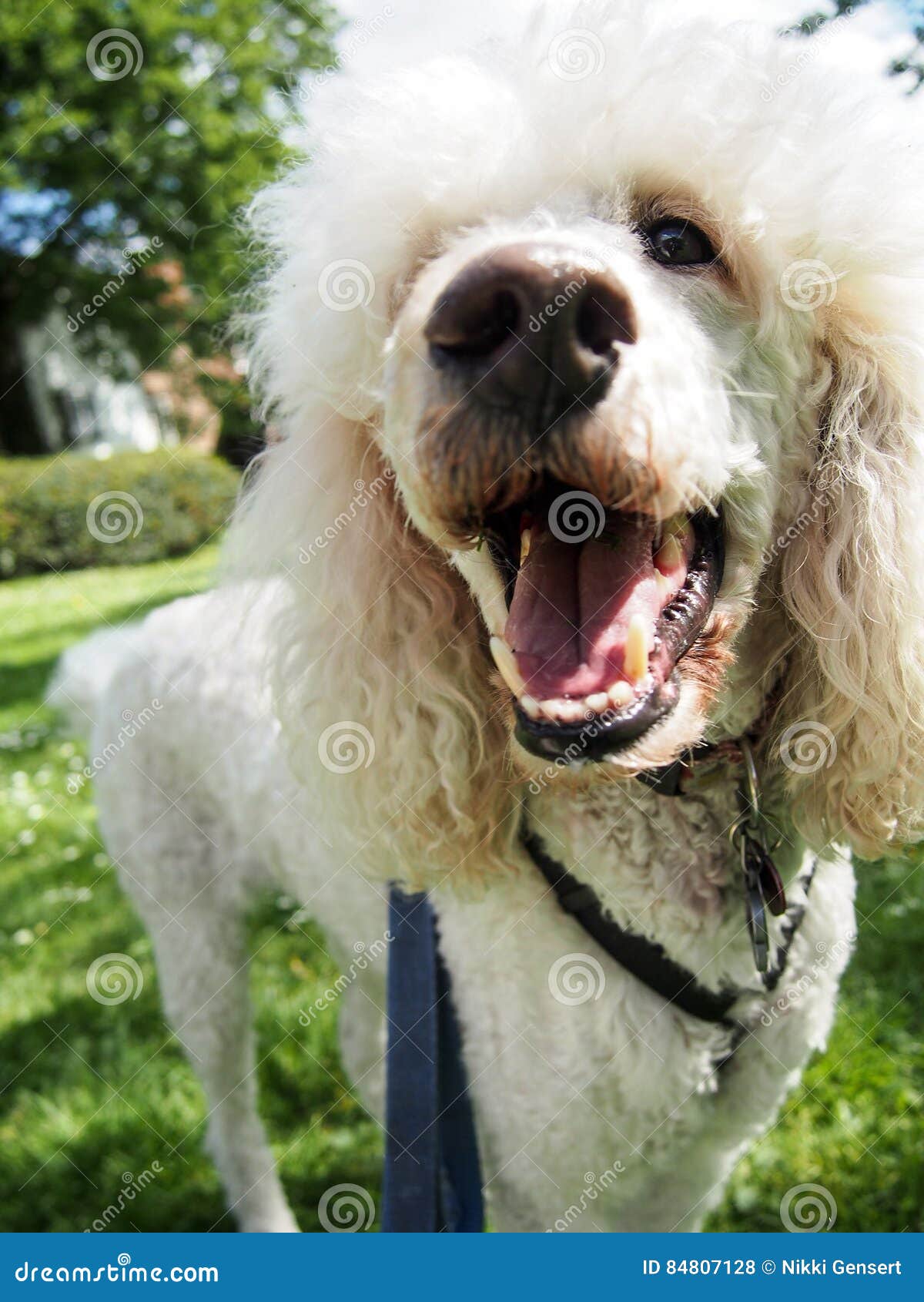 Pet White Standard Poodle Nose on Walk Stock Photo Image of cute