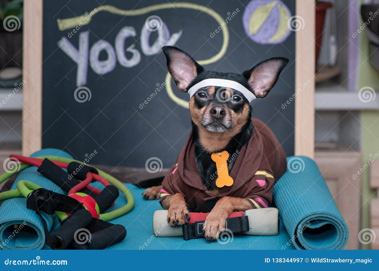 Pet Yoga. Dog Fitness. Fitness and Healthy Lifestyle for Pet Stock Image Image of ball