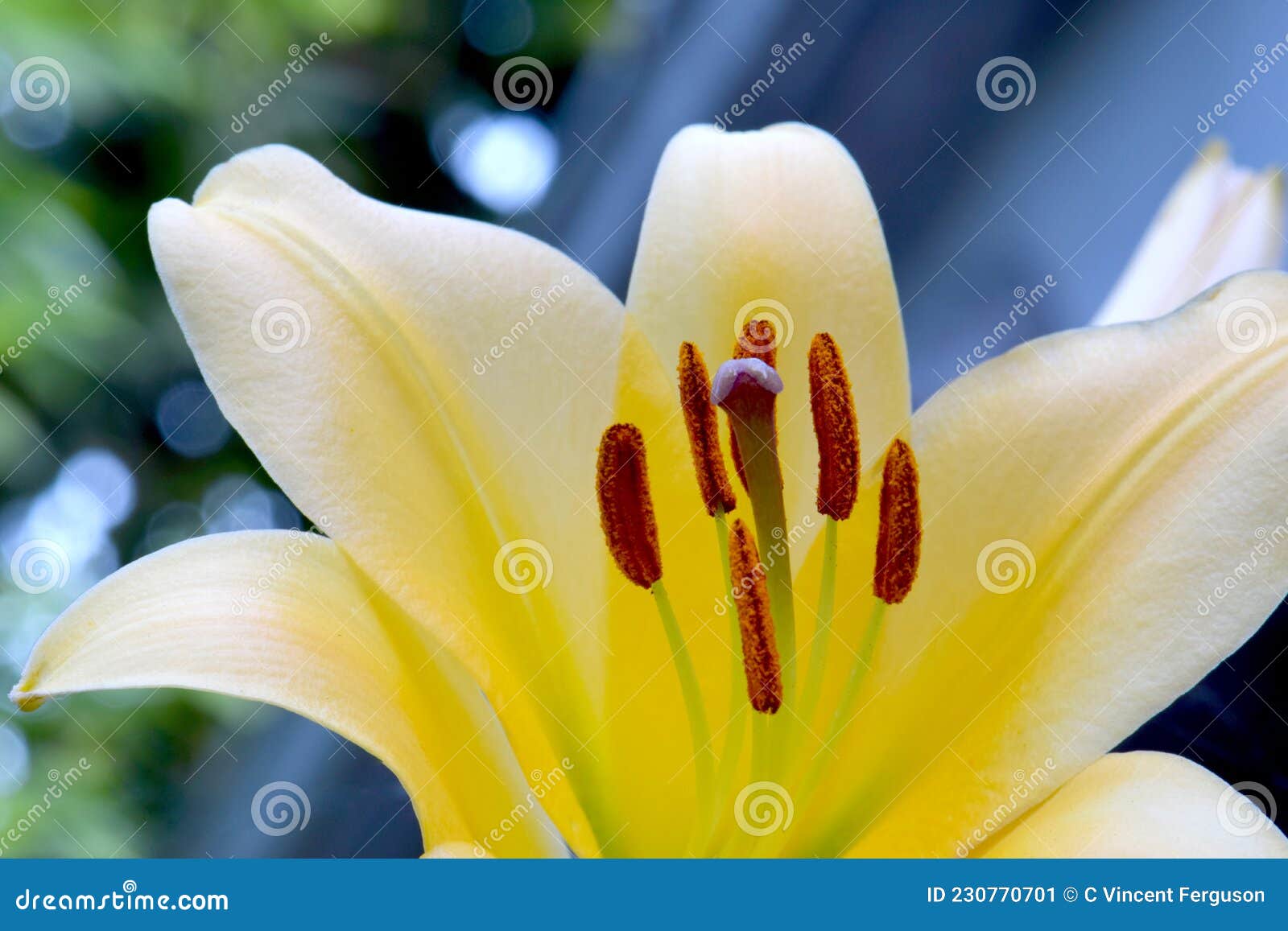 Petal Amarillo Asian Lily Oriental 09 Imagen de archivo - Imagen de  trompeta, oriental: 230770701