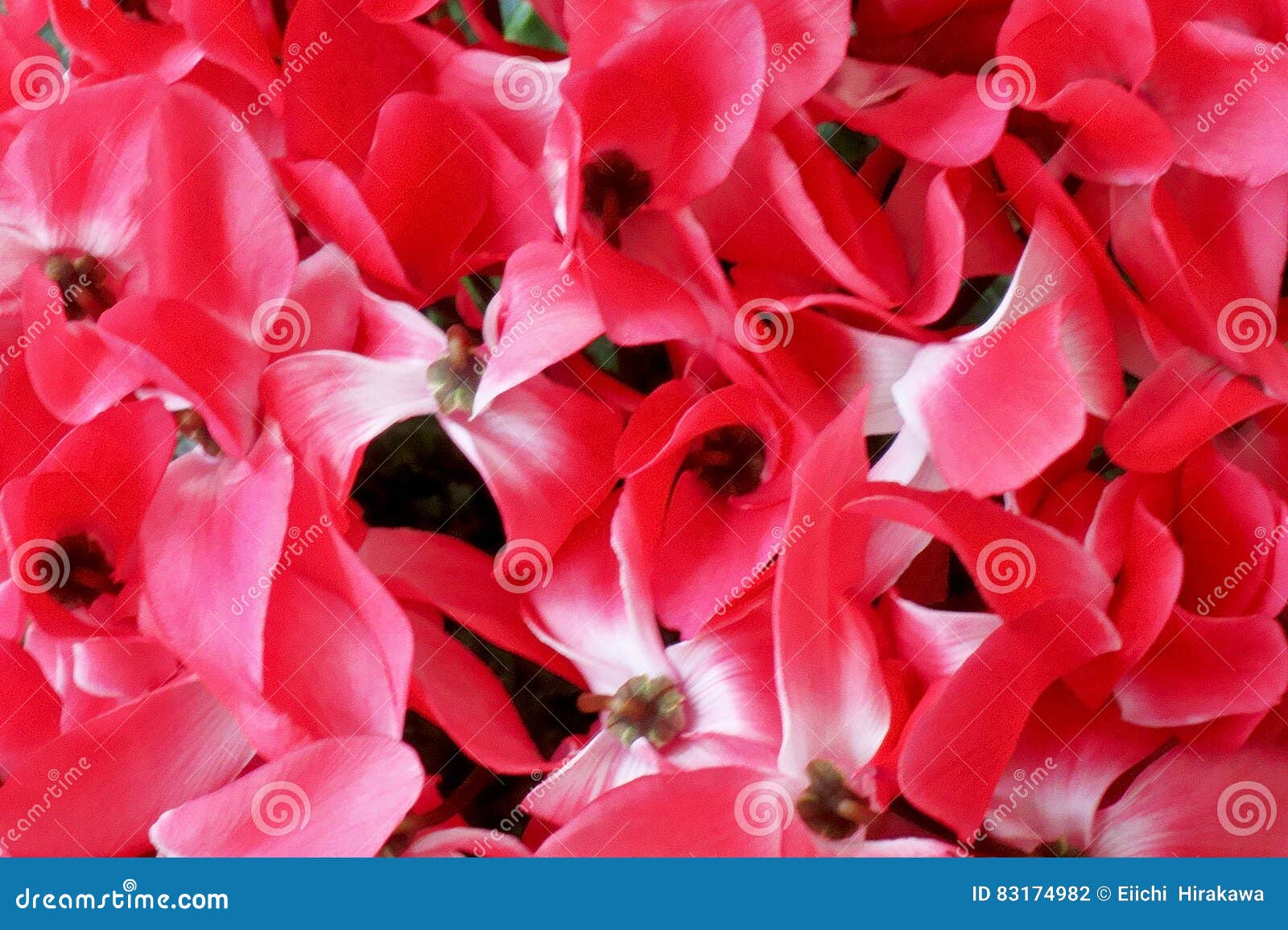 Petal of flower petals stock photo. Image of petal, bloom 83174982