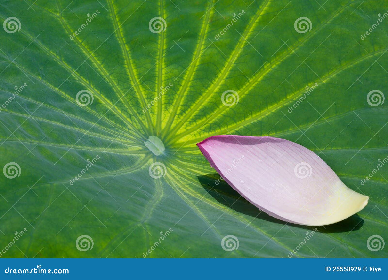 petal and leaf of lotus