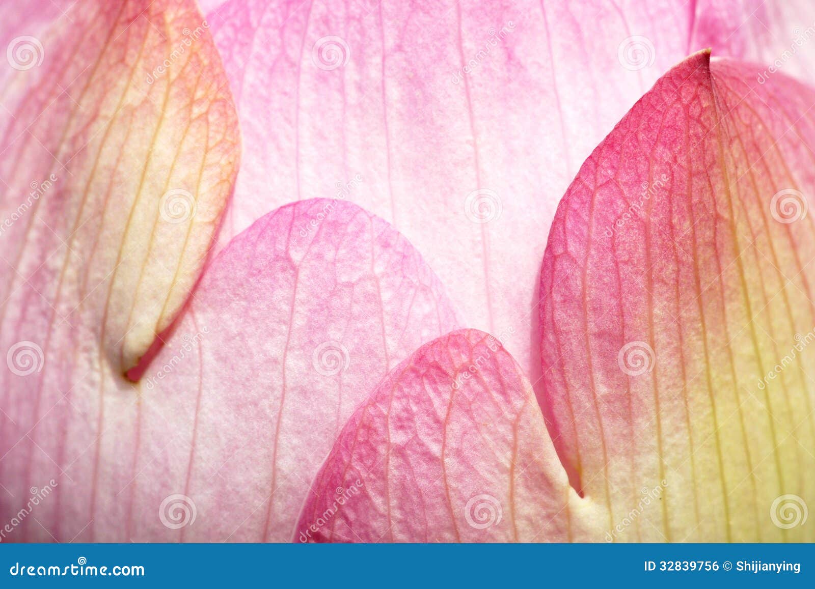Petal of Lotus stock photo. Image of blossom, close, flower 32839756