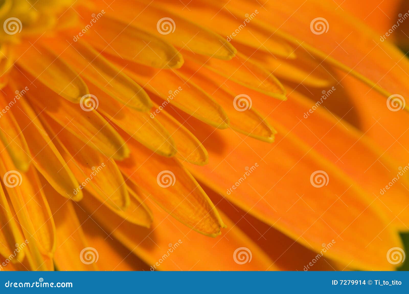 petal of orange marguerite