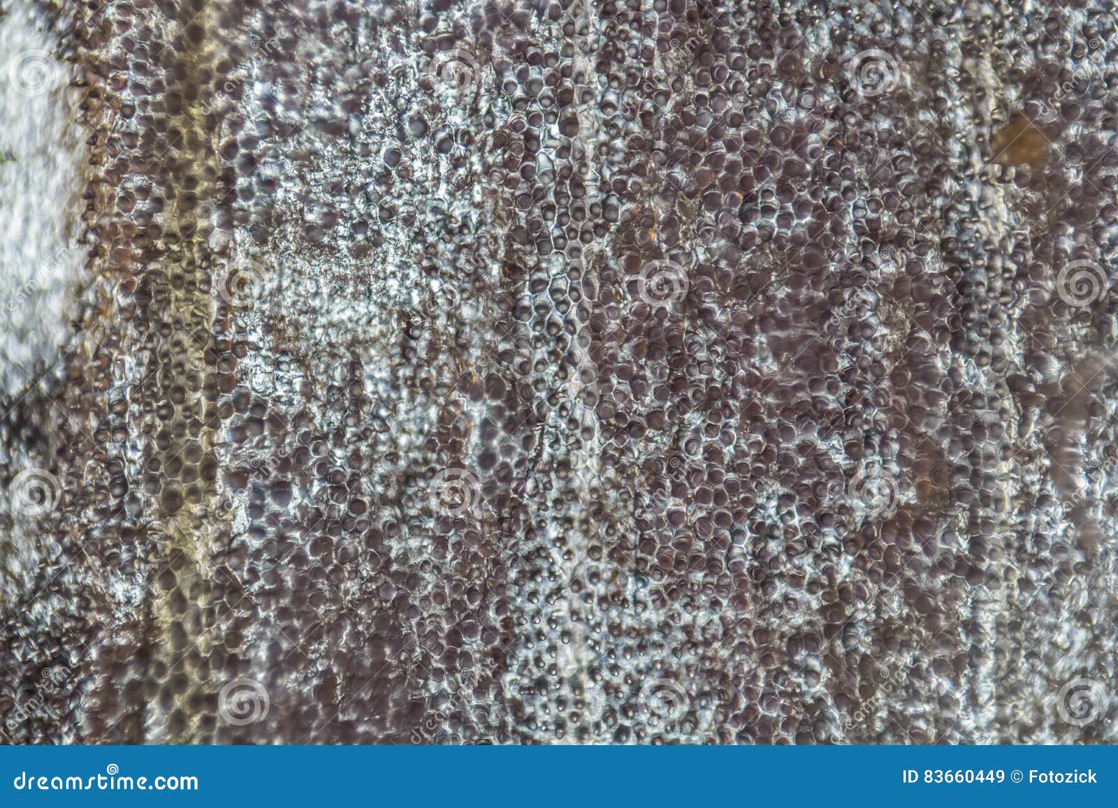 Petal tree structure stock image Image of plant research 83660449