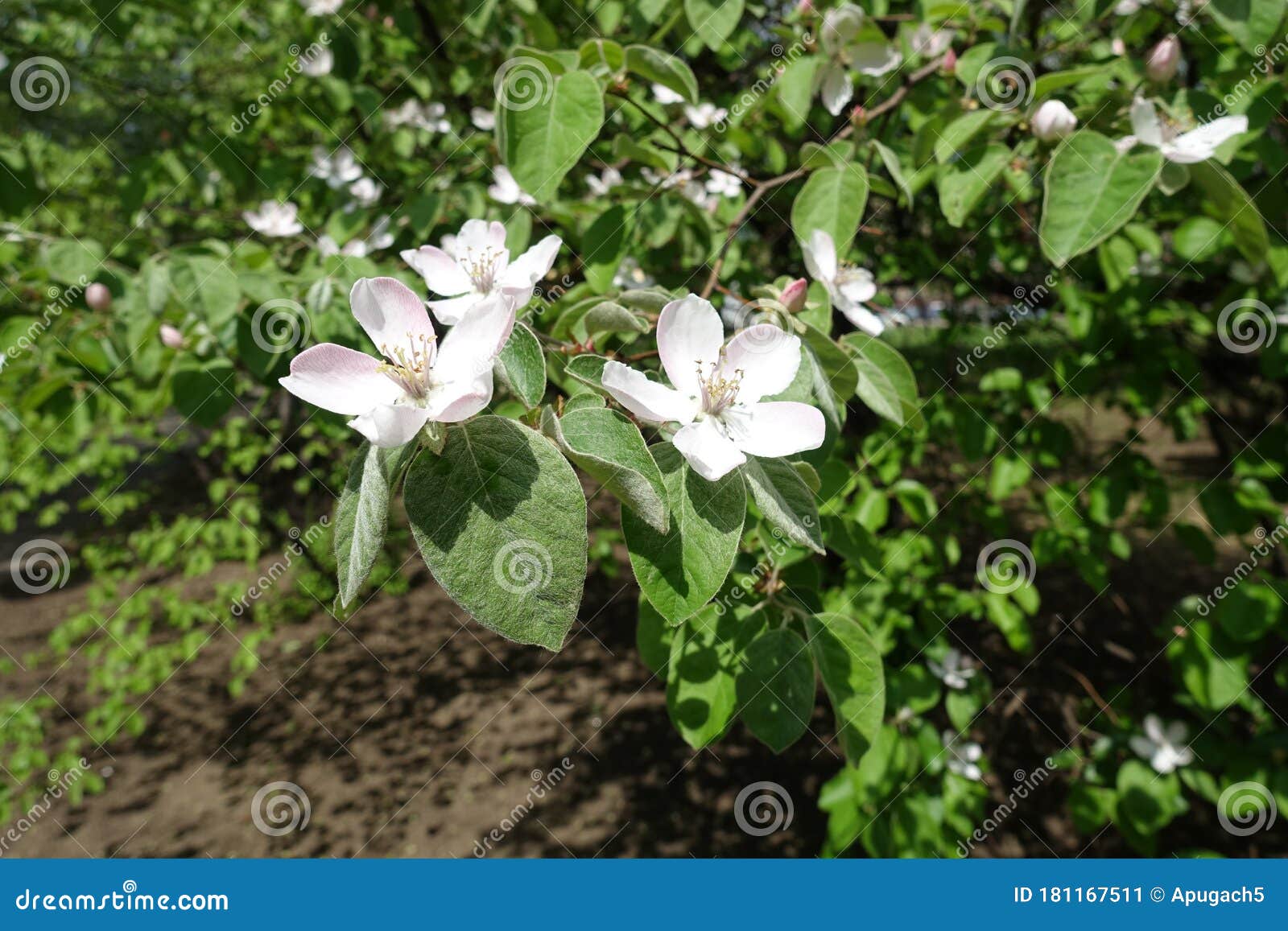 5 Petaled White Flowers of Quince in May Stock Image Image of fruit, ornamental 181167511
