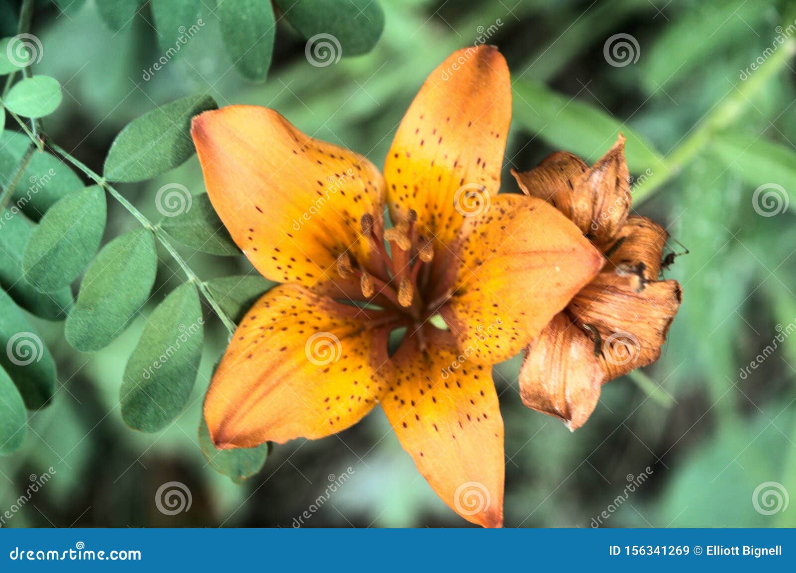 lilium bulbiferum; fire lily in tuscan woods