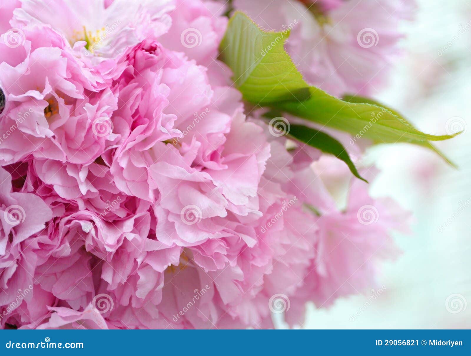 Petals of cherry blossoms stock image. Image of springtime 29056821