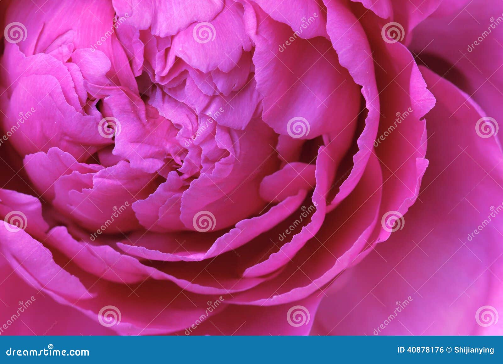 Petals stock photo. Image of flower, garden, bloom ... Petals stock photo. Image of flower, garden, bloom ...
