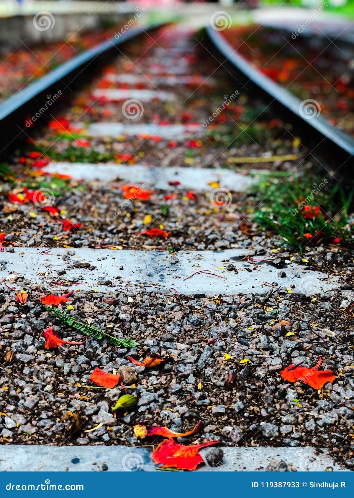 Train Tracks Wallpaper for Mobile Stock Image - Image of petals, railway:  119387933