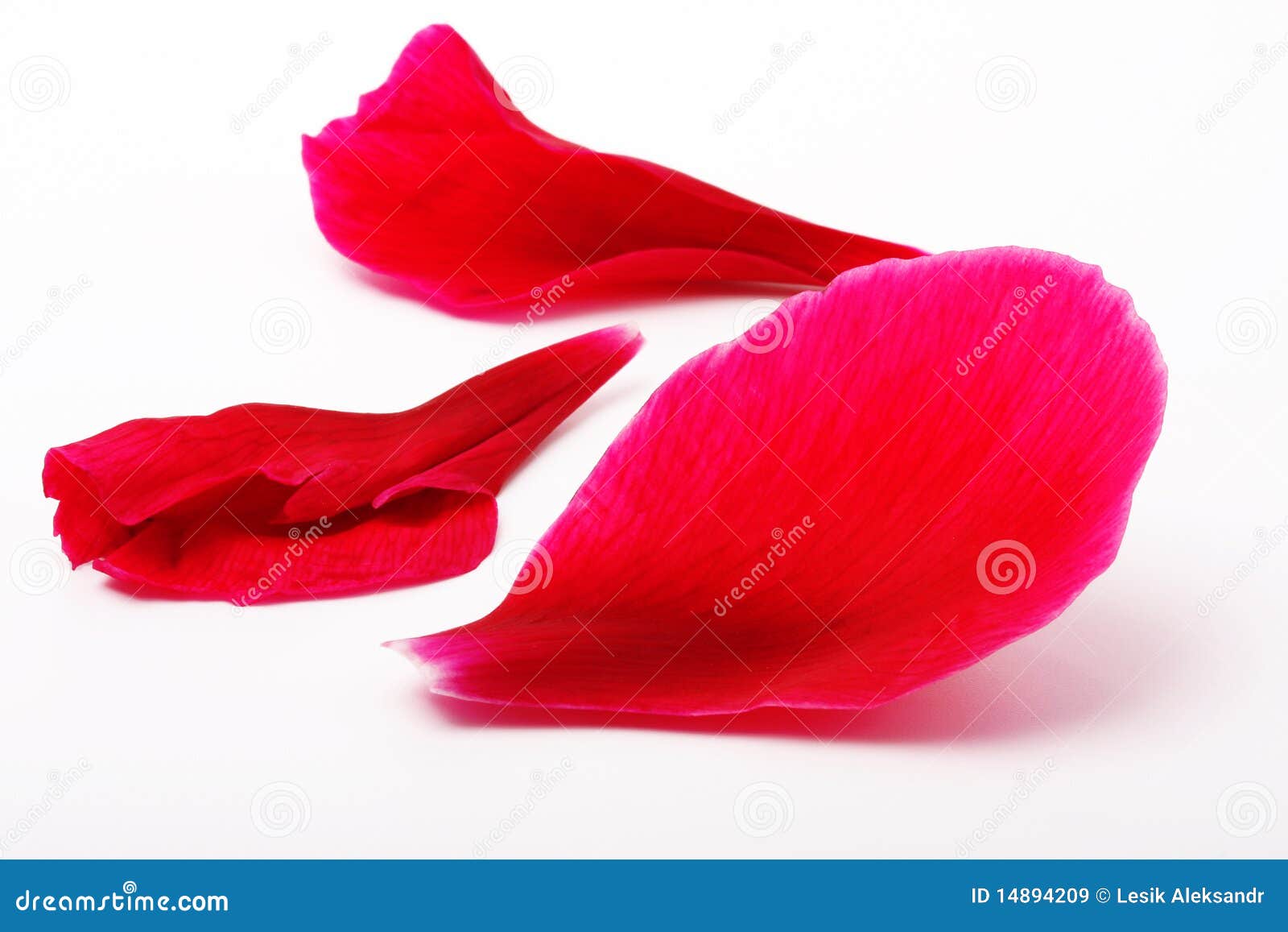Petals of a flower a poppy stock image. Image of design 14894209
