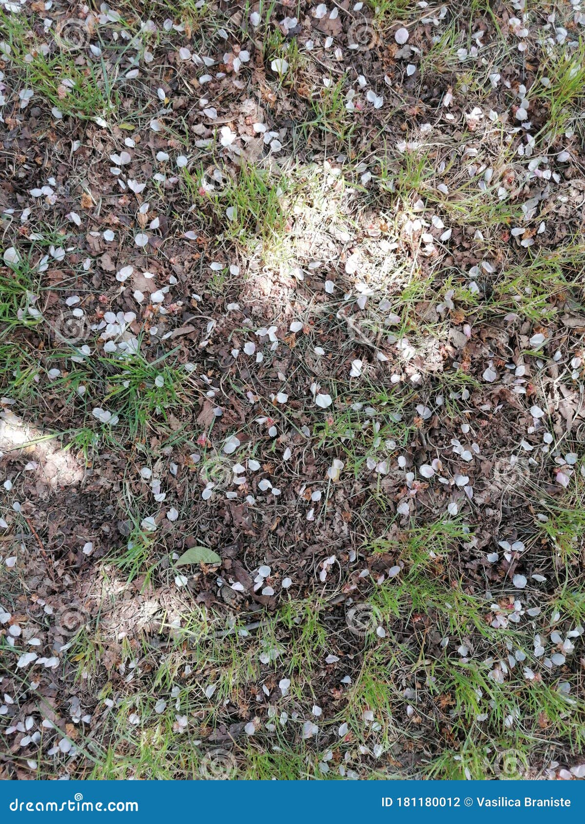 The Petals of the Flowering Trees Falling To the Ground Stock Photo