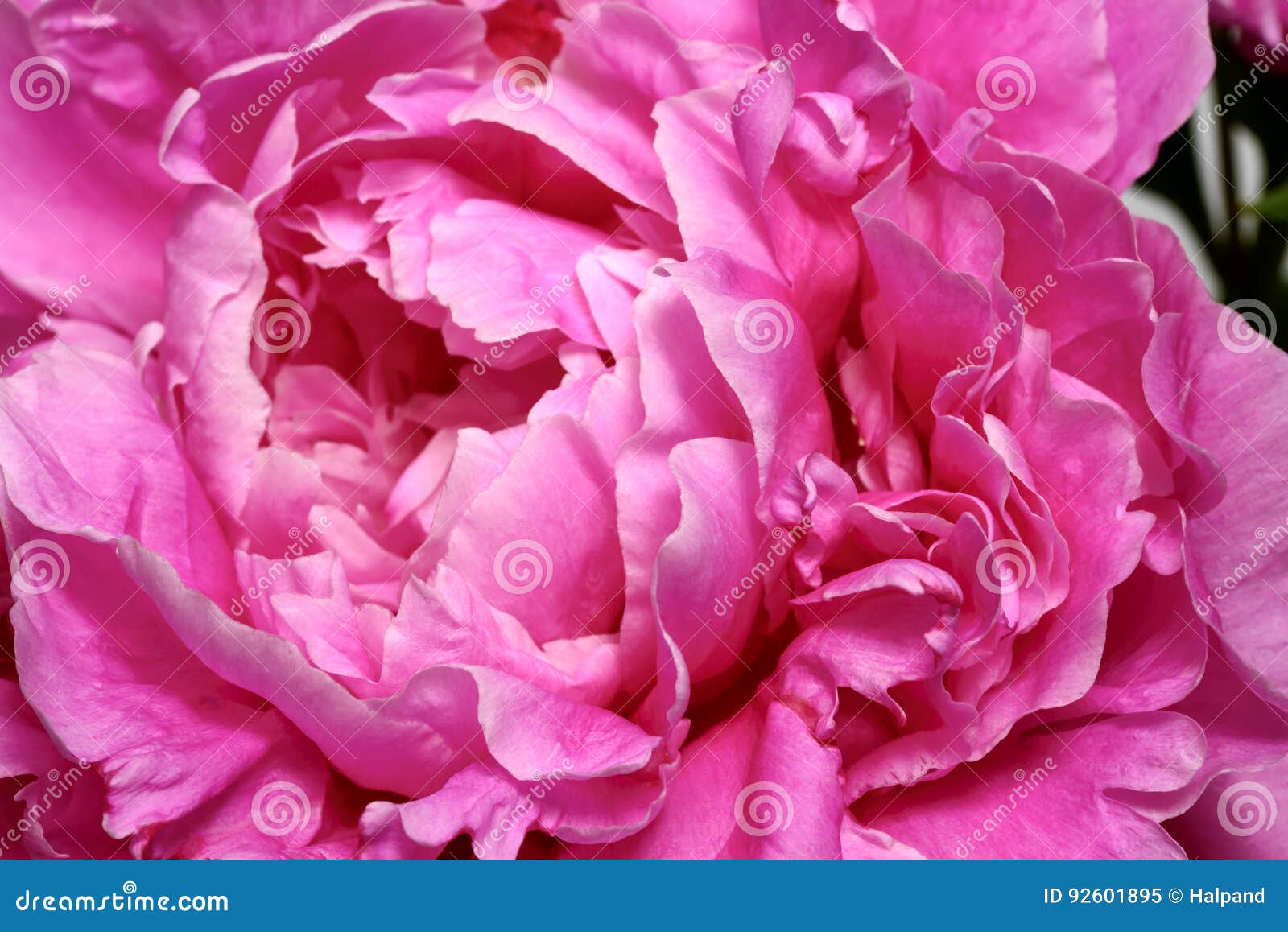 petals of gorgeous blossoming peonia flower