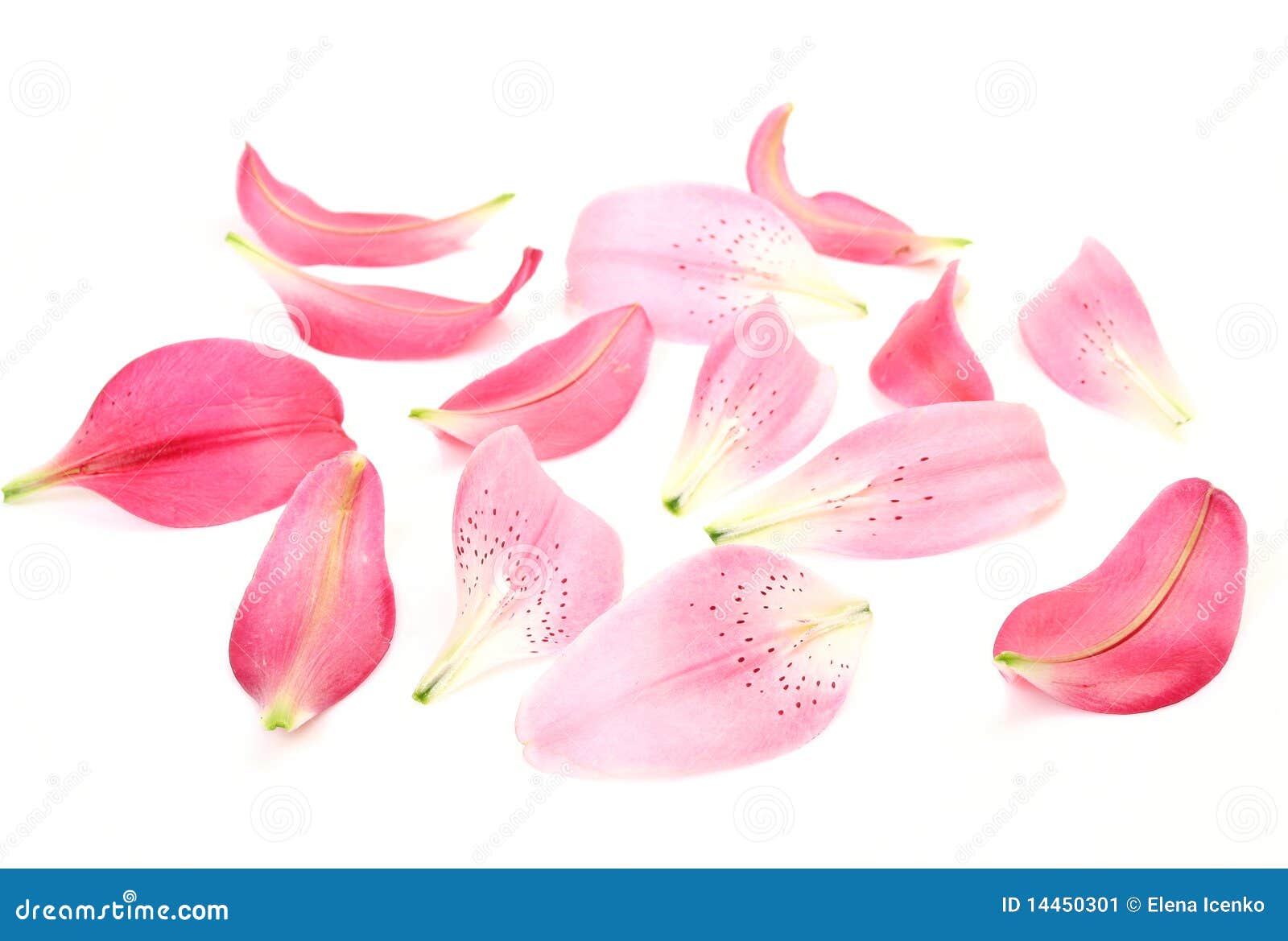 Petals of lilies stock image. Image of smell, freshness 14450301