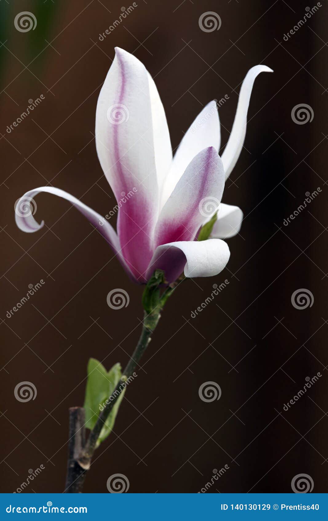 petals openes of magnolia bud