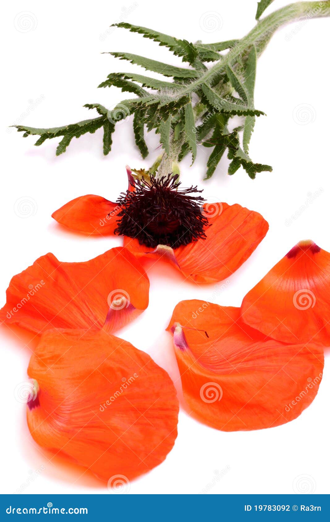 Petals poppy stock photo. Image of color, flower, white 19783092