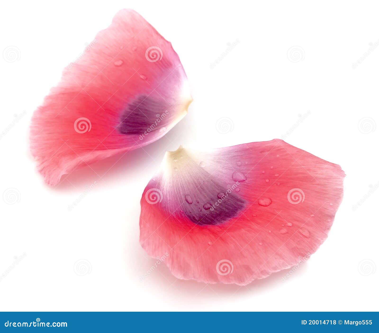 Petals of a poppy stock photo. Image of water, warm, heat 20014718