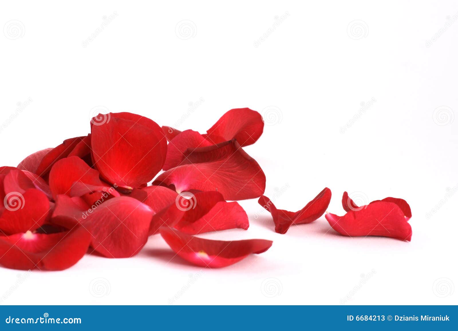 Petals of a Rose, on a White Background Stock Image Image of luxury