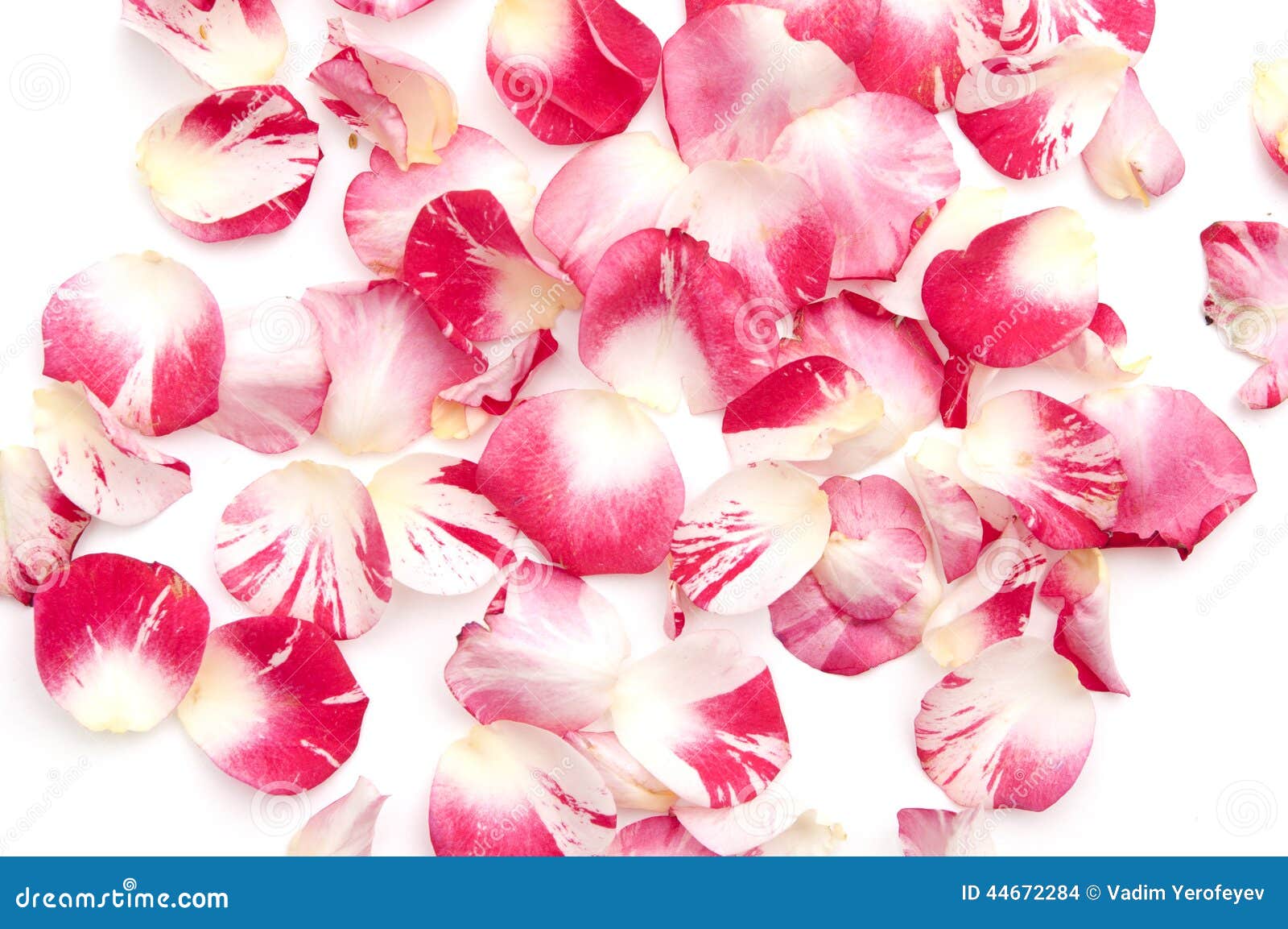 Petals of roses stock photo. Image of natural, rose, aroma 44672284