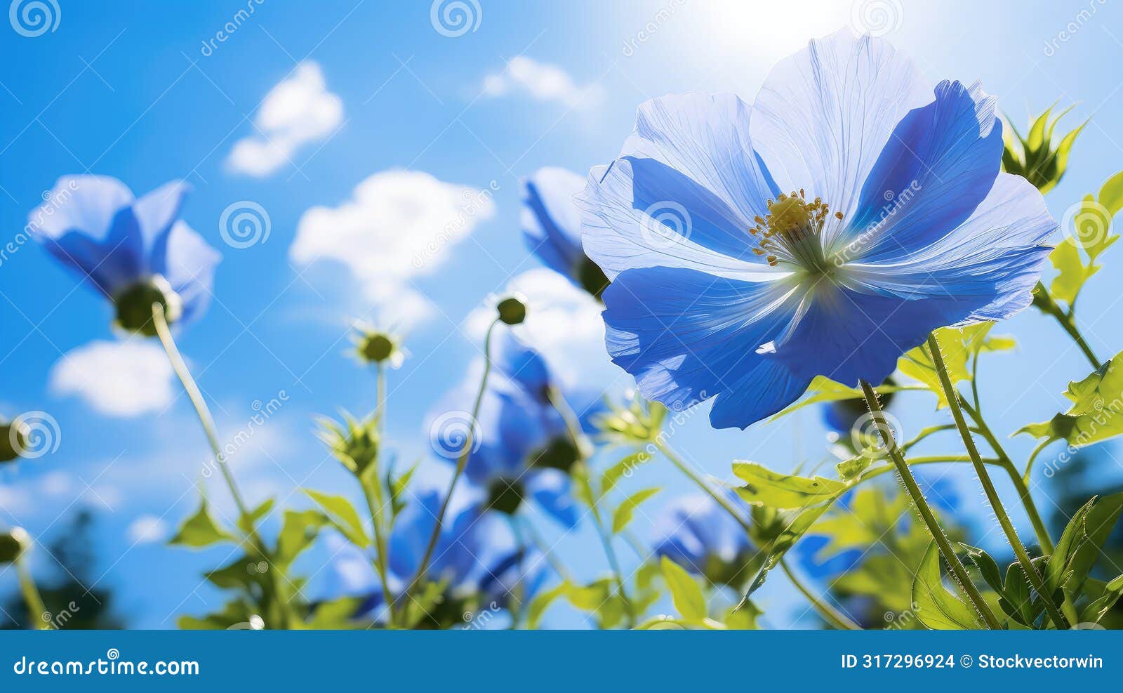 petals sky flower farm in the second photograph