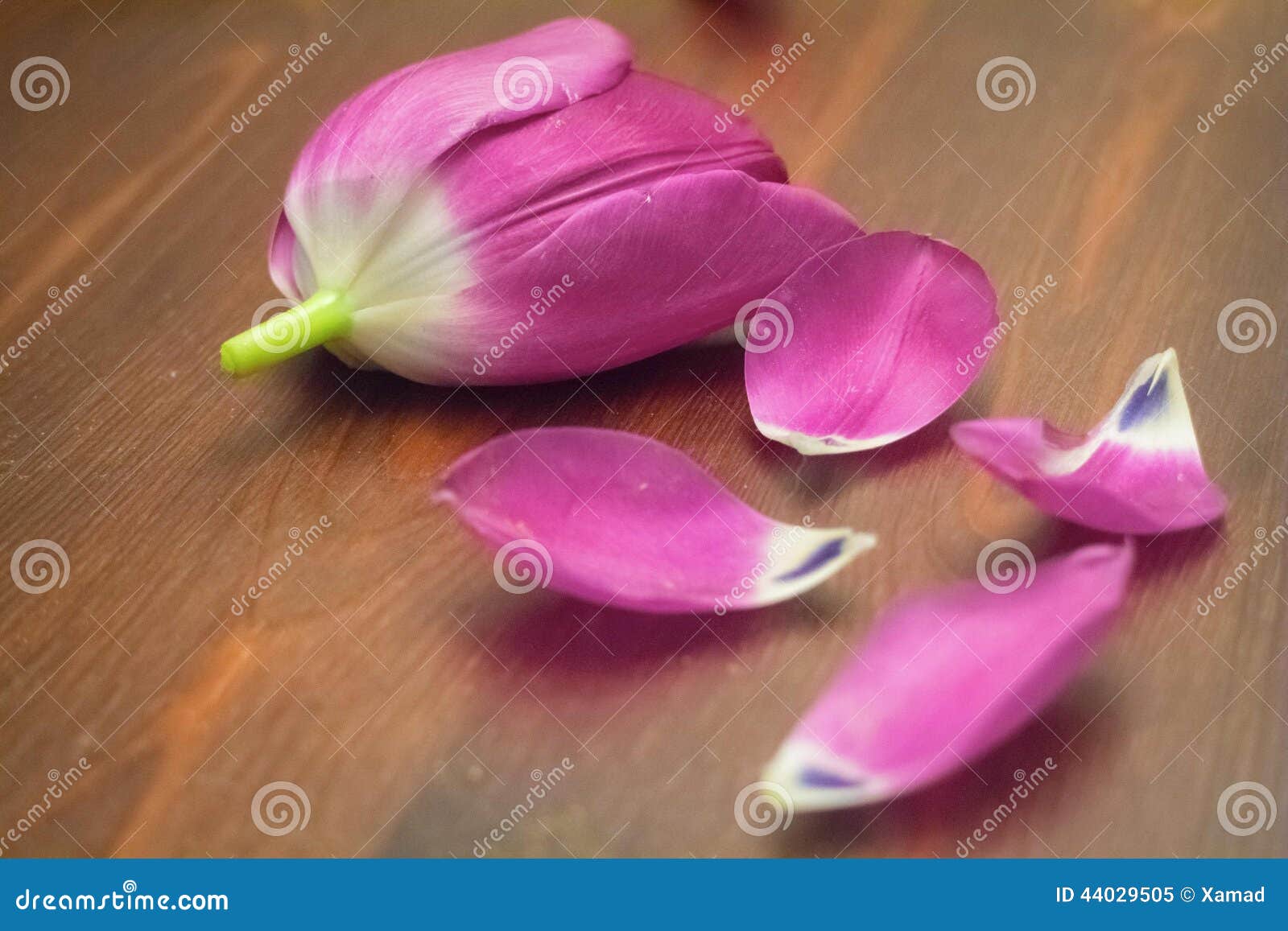 petals on table