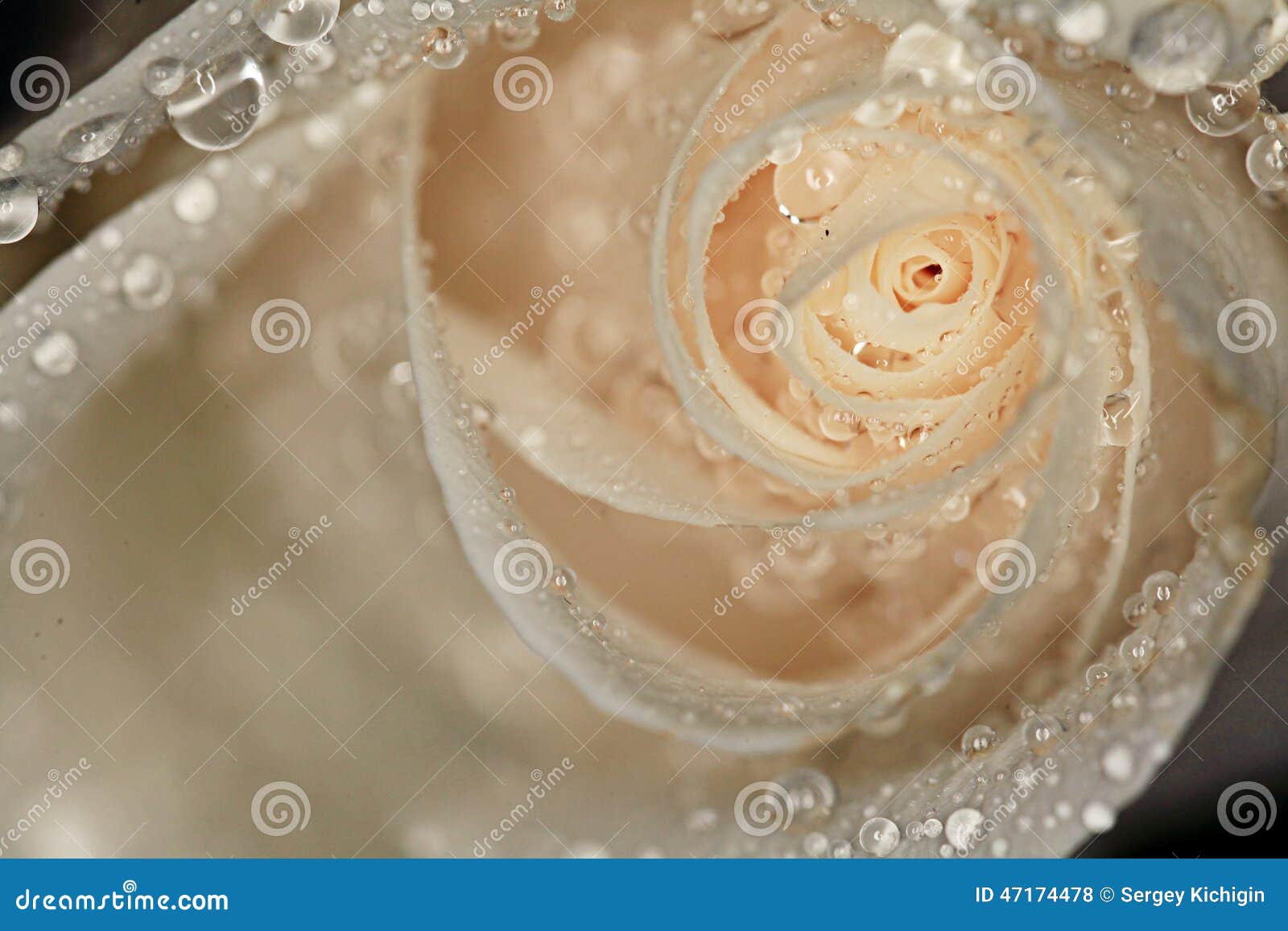 Petals White Rose with Water Drops Stock Photo Image of black, nature