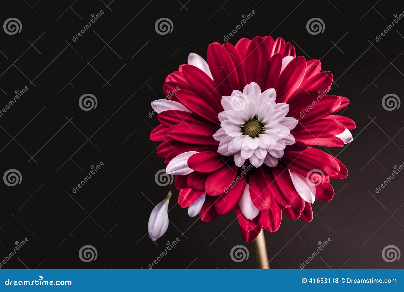 Petals in the wind stock photo. Image of white, floral 41653118