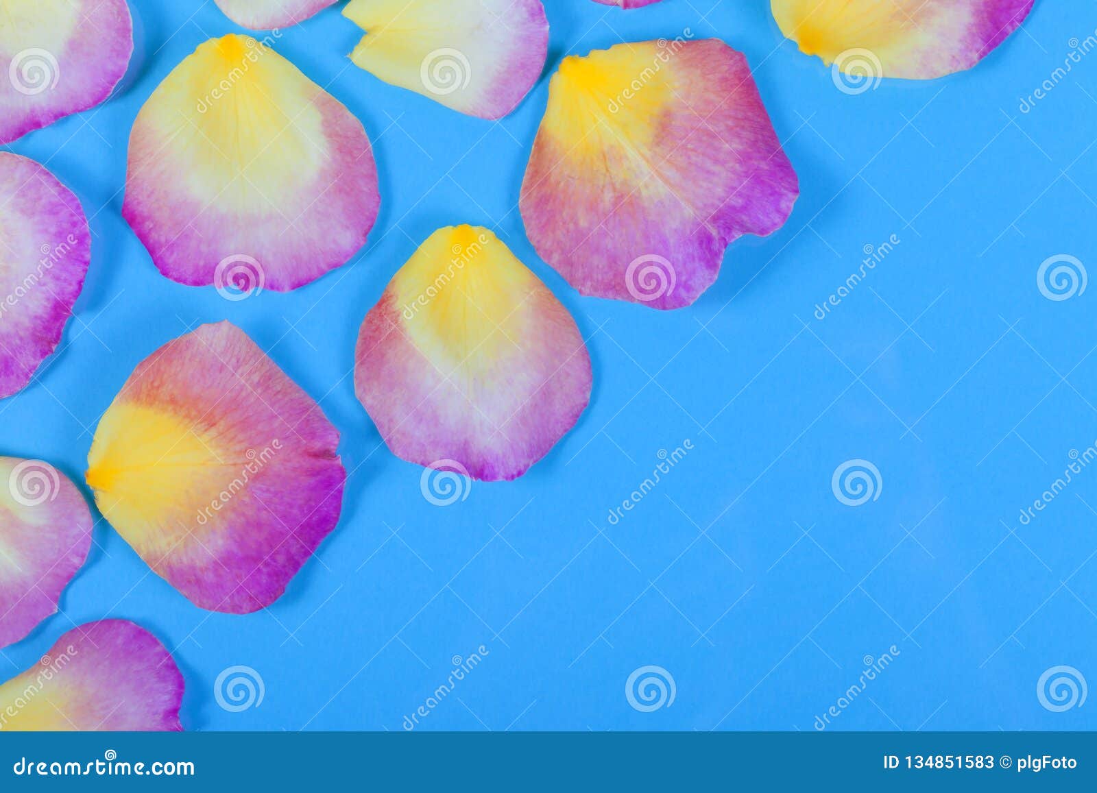 Petals of Yellow Rose on Blue Stock Image Image of flower, wedding