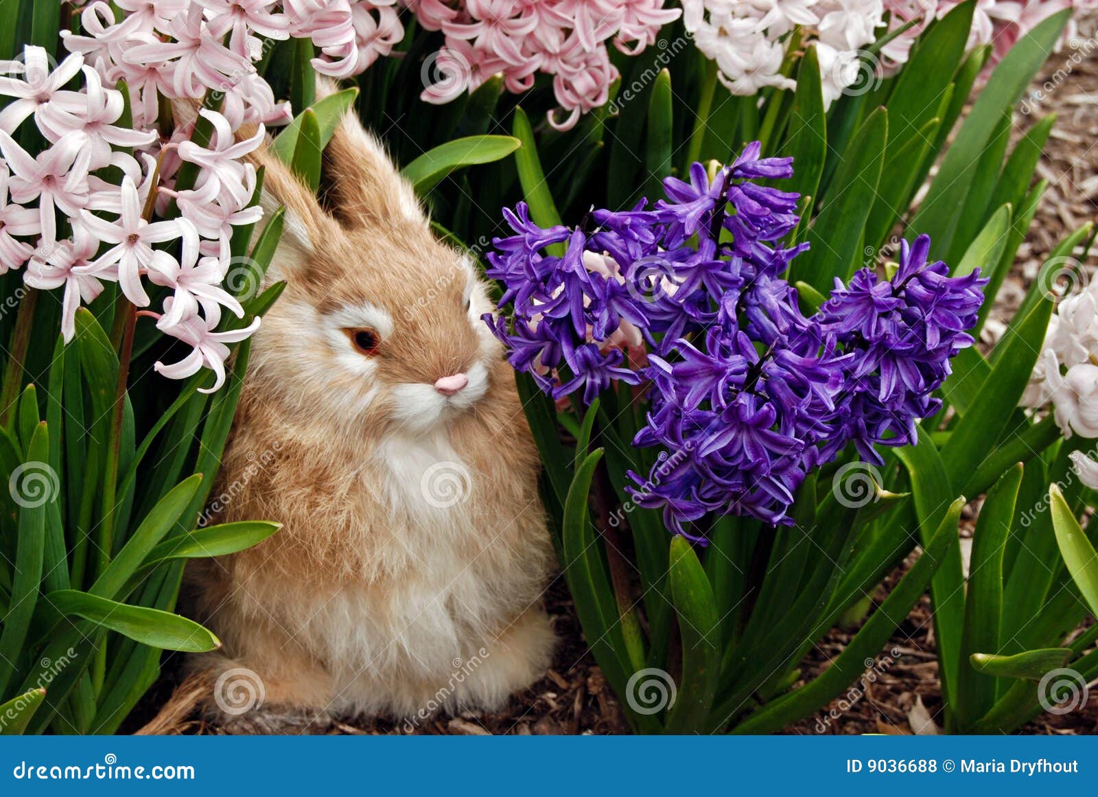 Bunny Rabbit in Spring Hyacinth Stock Photo Image of hide, soft 9036688