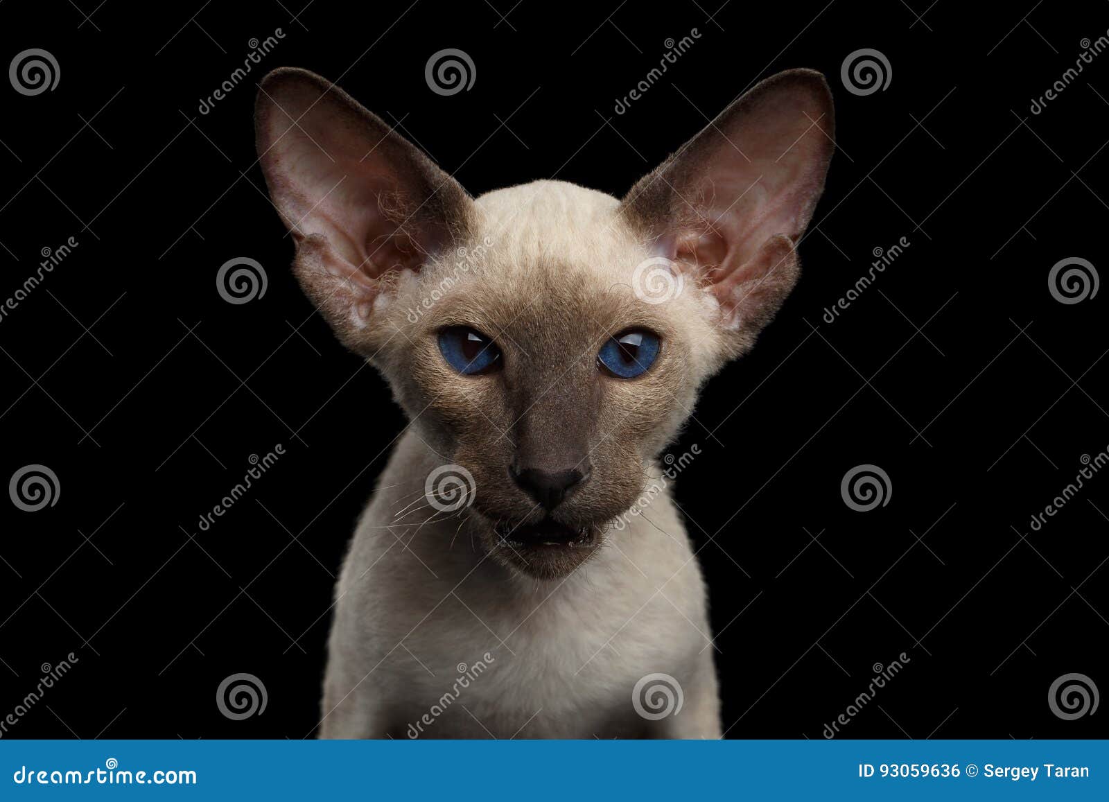 peterbald kitten on  black background