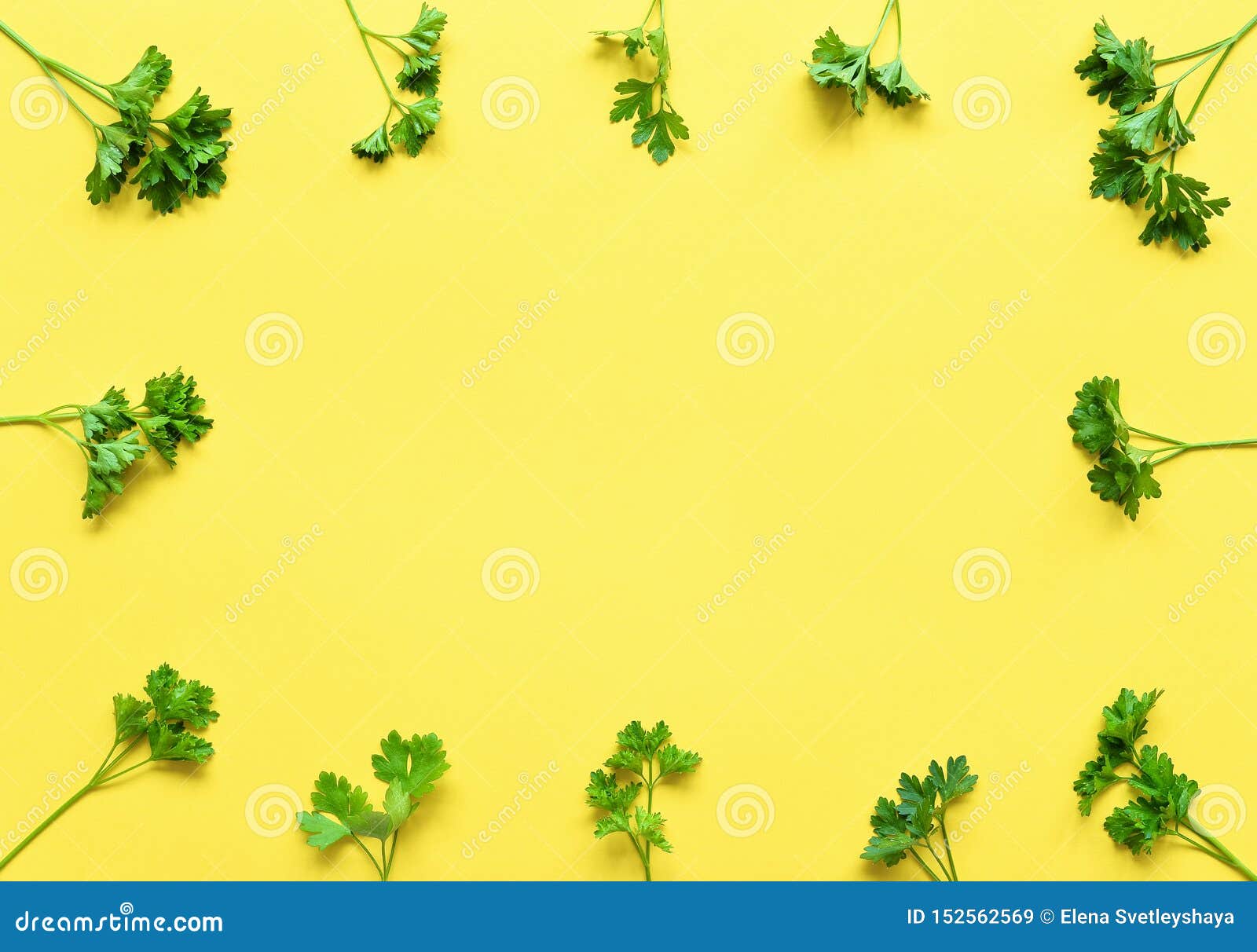 Petersilie Getrennt Feld Der Petersilie Auf Einem Gelben Hintergrund Saftige Hellgrune Petersilienblatter Flache Lage Der Krauter Stockbild Bild Von Flache Lage