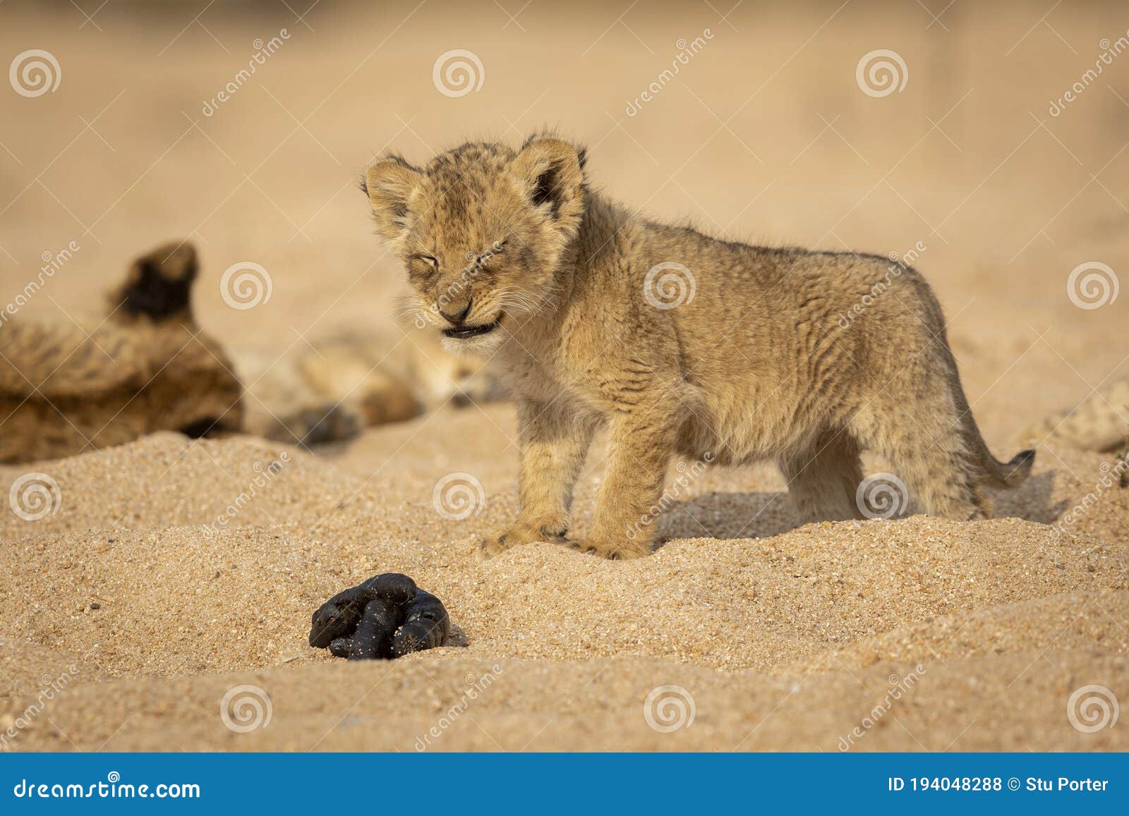 Petit Animal De Lion De Bebe Faisant La Grimace Sur Les Yeux D Une Position De Residus De Lion Dans Le Lit De La Riviere Sablonneu Photo Stock Image Du Kruger Stationnement