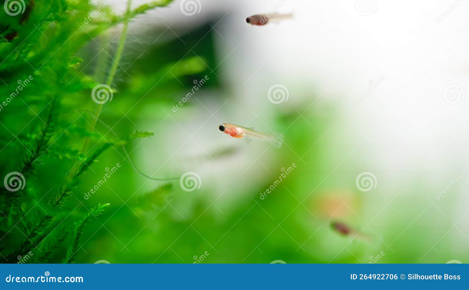 Petit Bébé Guppy Poisson Jeune Poecilia Reticulata Aquarium Poisson Sous  L'eau Piscine Macro Proche Photo stock - Image du natation, animal:  264922706