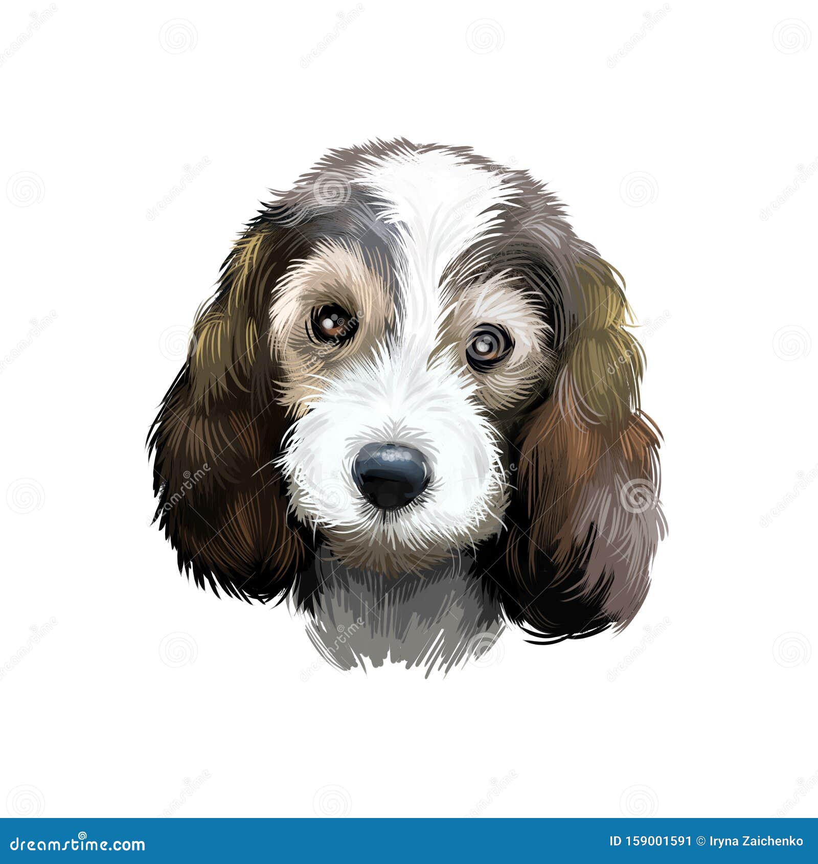 can petit basset griffon vendeen be white