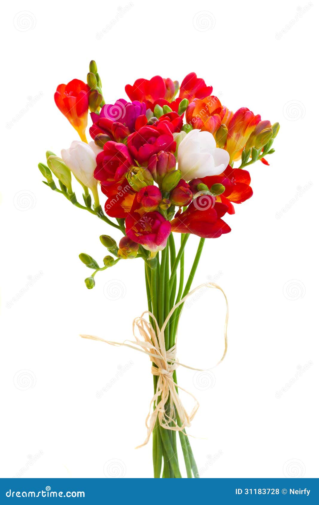 Petit Bouquet Des Fleurs Rouges De Freesia Photo stock - Image du  bourgeons, bourgeon: 31183728