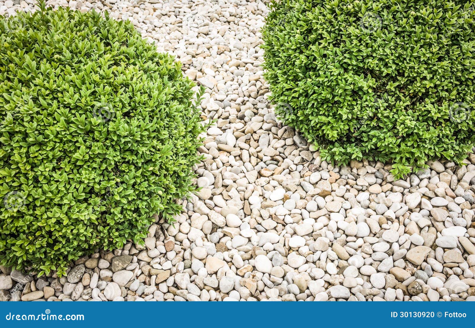 Petit buisson photo stock. Image du milieux, haie, image 30130920