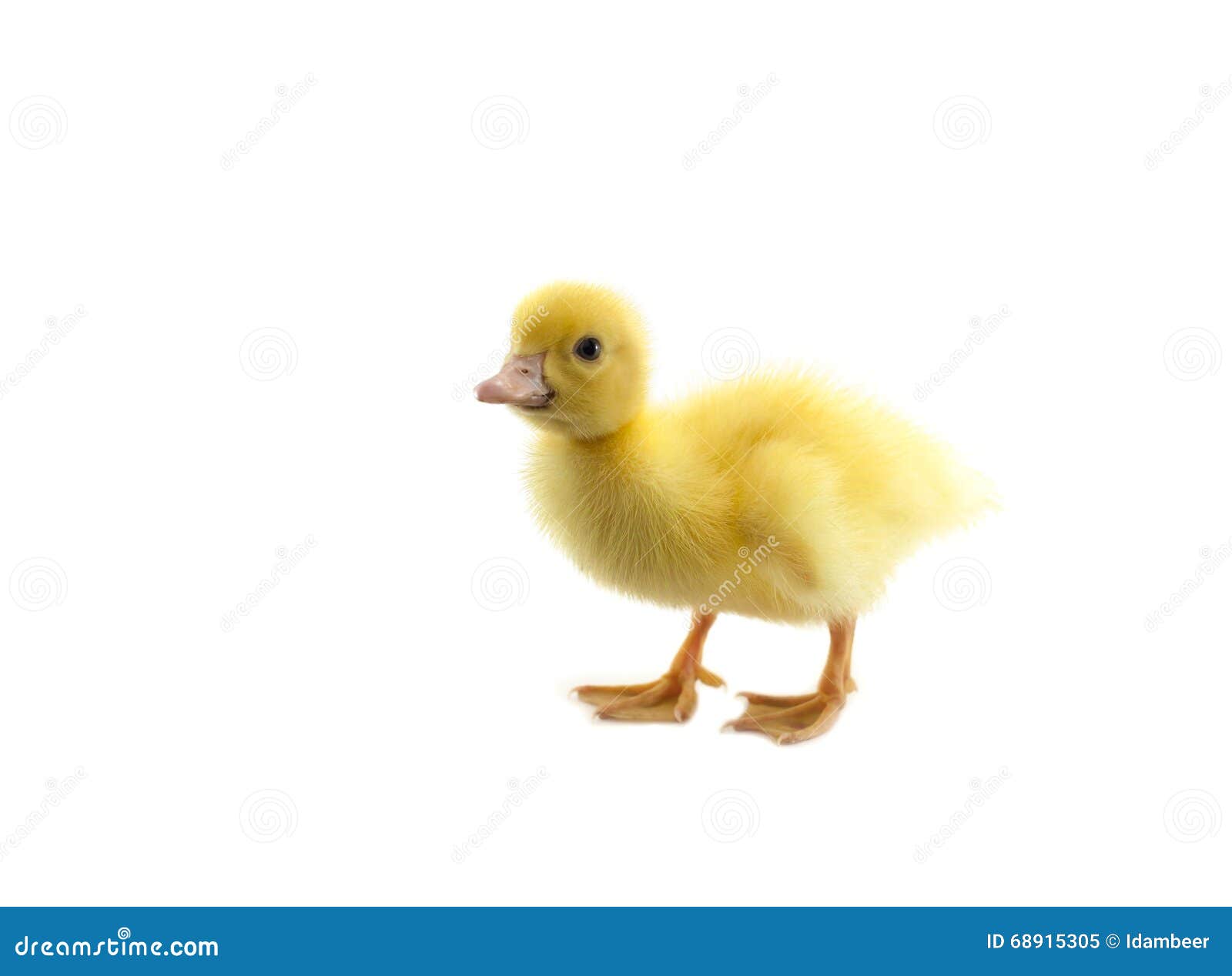 Petit Canard De Bebe Image Stock Image Du Jeune Agriculture