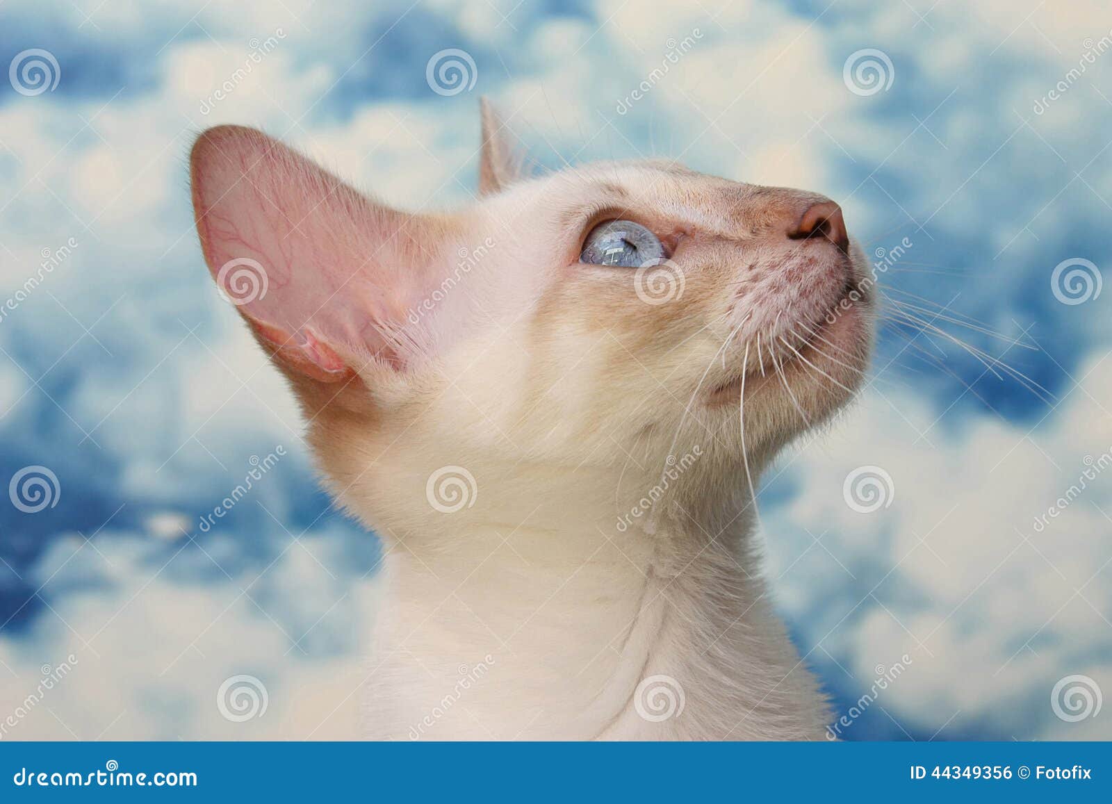Petit Chat Blanc Mignon Photo Stock Image Du Animaux