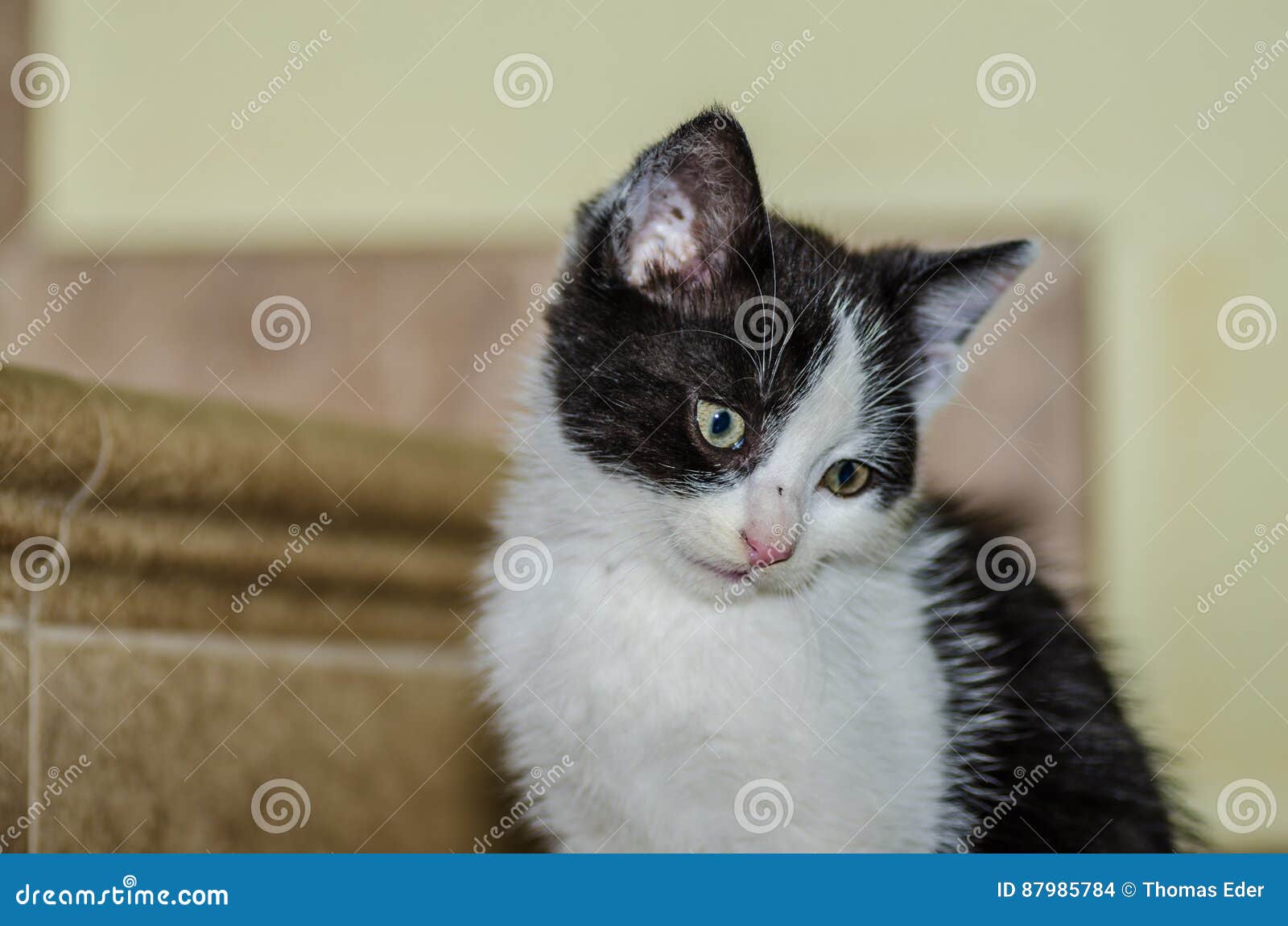 Petit Chat Blanc Noir Photo Stock Image Du Crabot Amitie