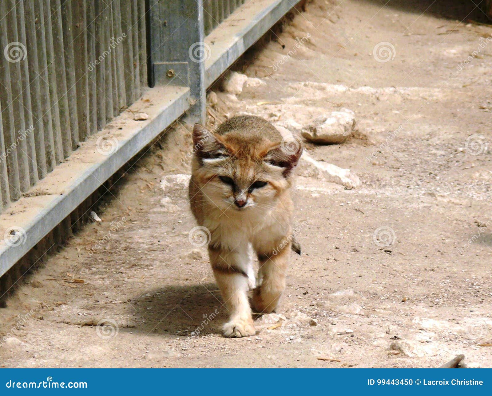 Petit Chat Des Sables Photo Stock Image Du Felin Faune Petit Chat Des Sables Photo Stock Image Du Felin Faune