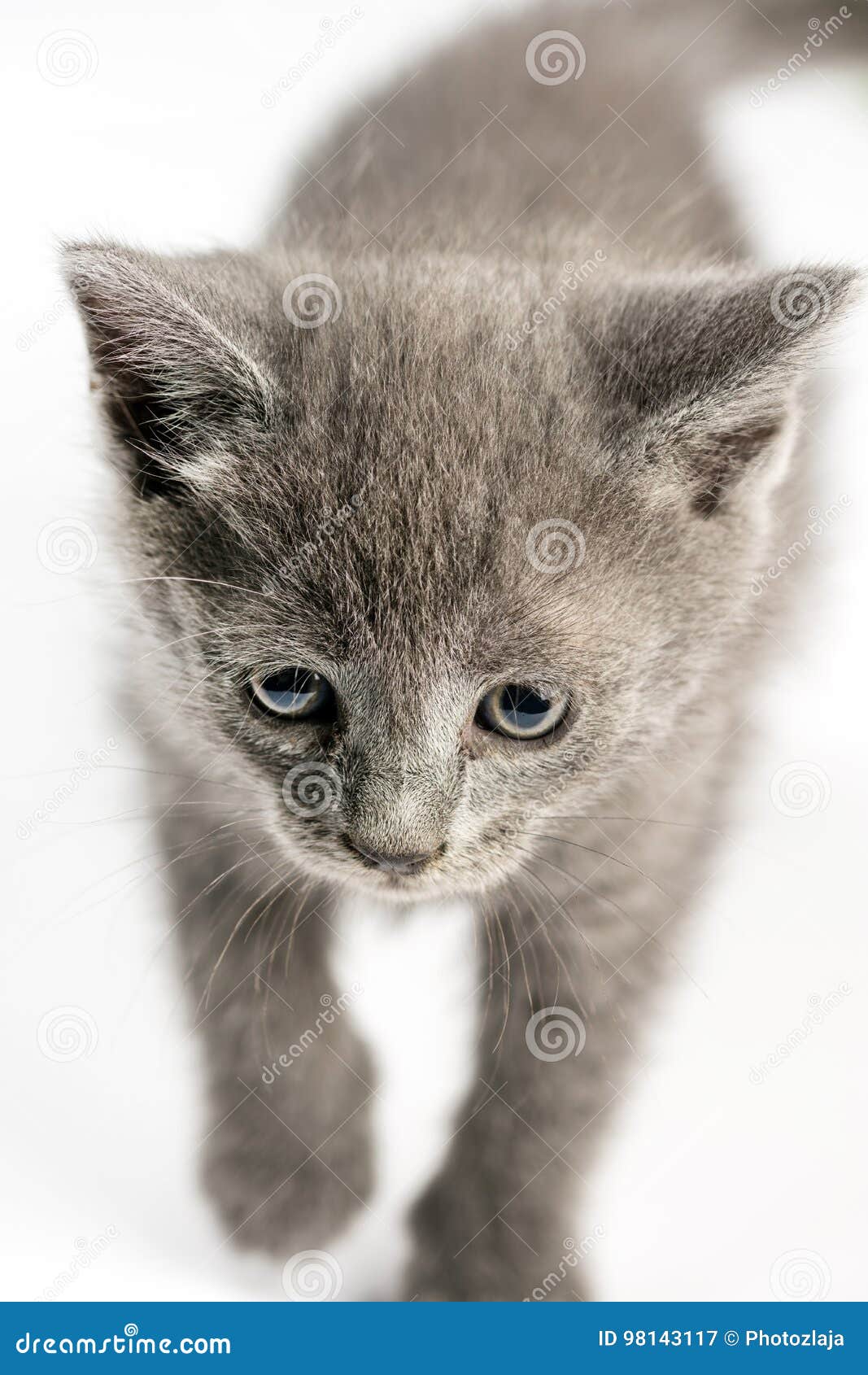 Petit Chat Gris De Minou Au Foyer Selectif Au Dessus Du Fond Blanc Image Stock Image Du Furry Domestique Petit Chat Gris De Minou Au Foyer Selectif Au Dessus Du Fond Blanc Image Stock Image Du Furry Domestique