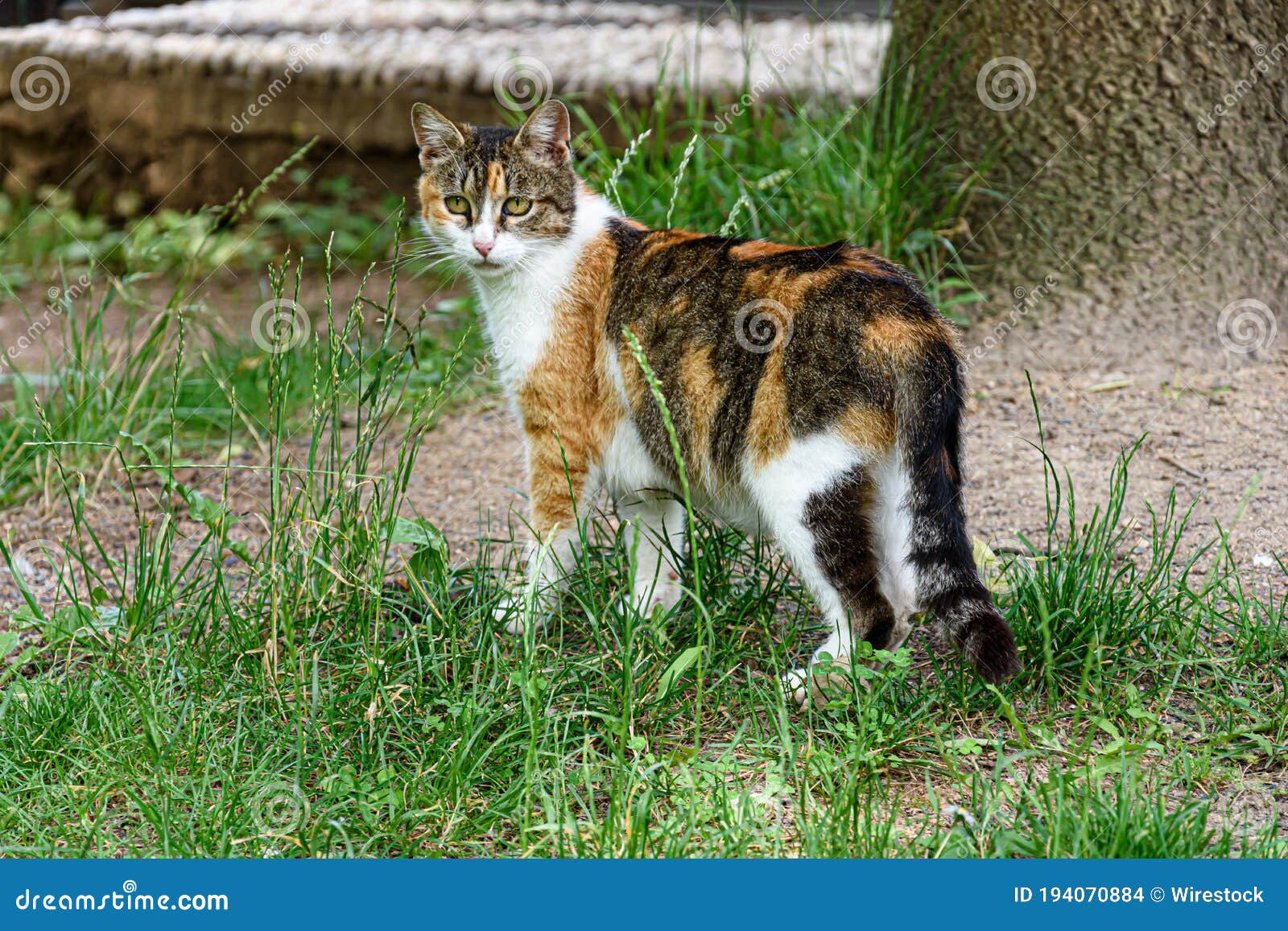 Petit Chat Mignon Avec De Belles Couleurs Debout Au Milieu D Un Champ Grasscovered Photo Stock Image Du Felin Domestique