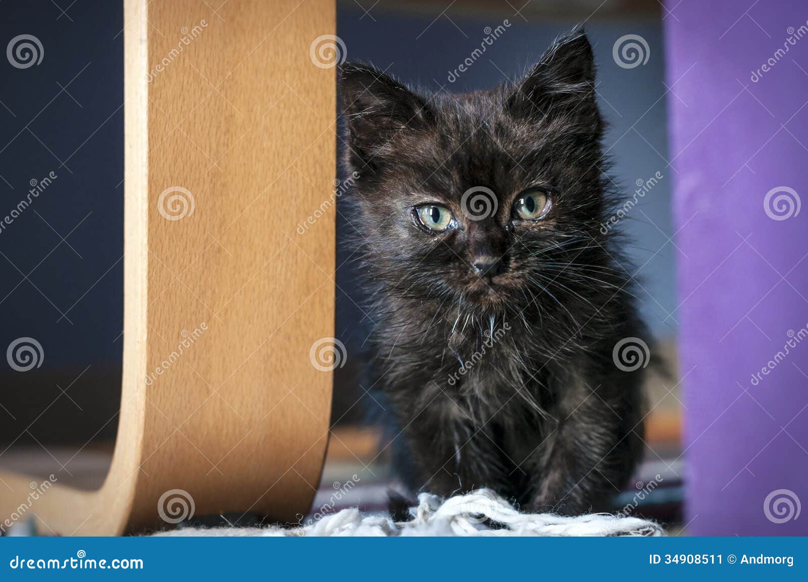 Petit chat noir image stock. Image du chat, oreilles - 34908511