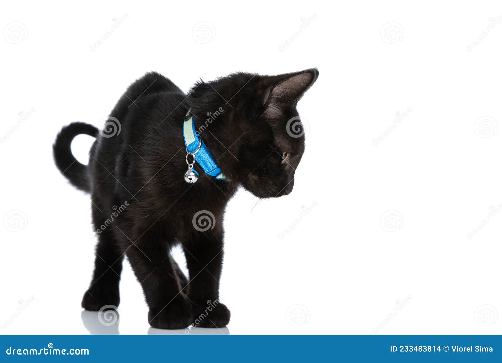 Petit Chat Noir Mignon Avec Col Bleu Regardant Vers Le Bas Et Cote Photo Stock Image Du Mammiferes Mignon