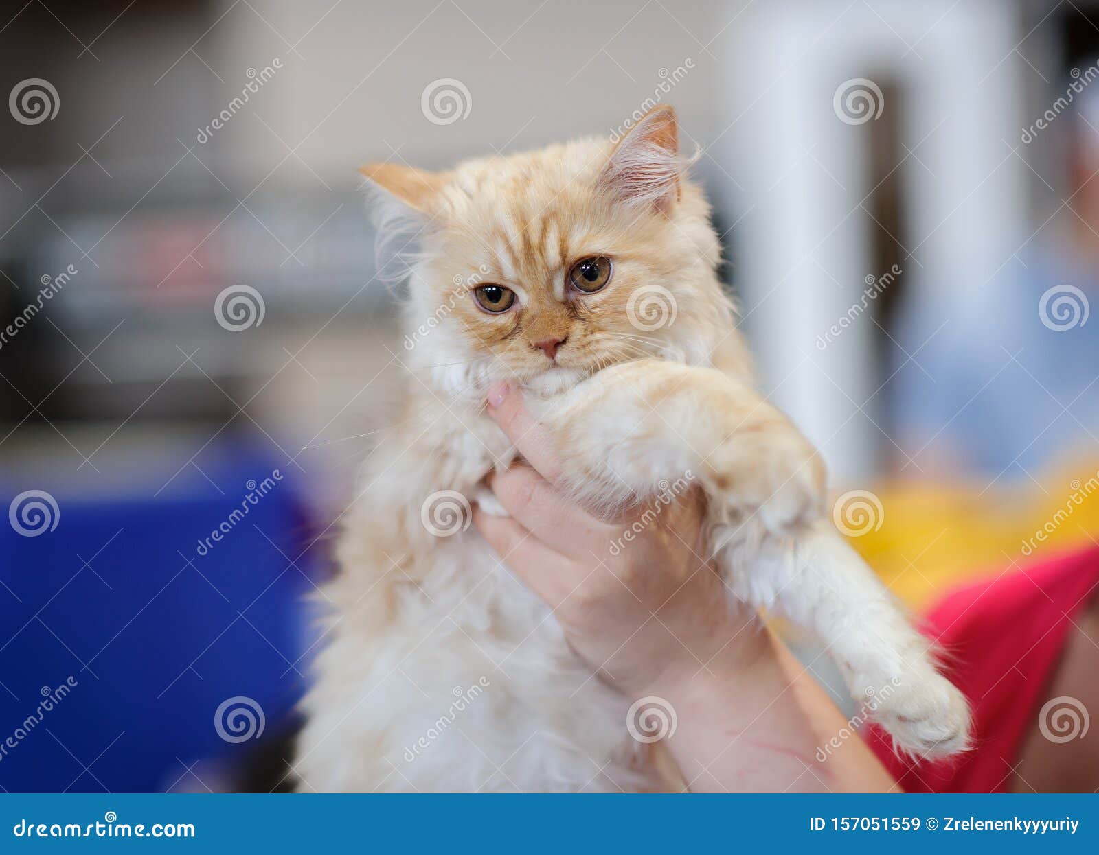 Petit Chat Image Stock Image Du Chat Petit