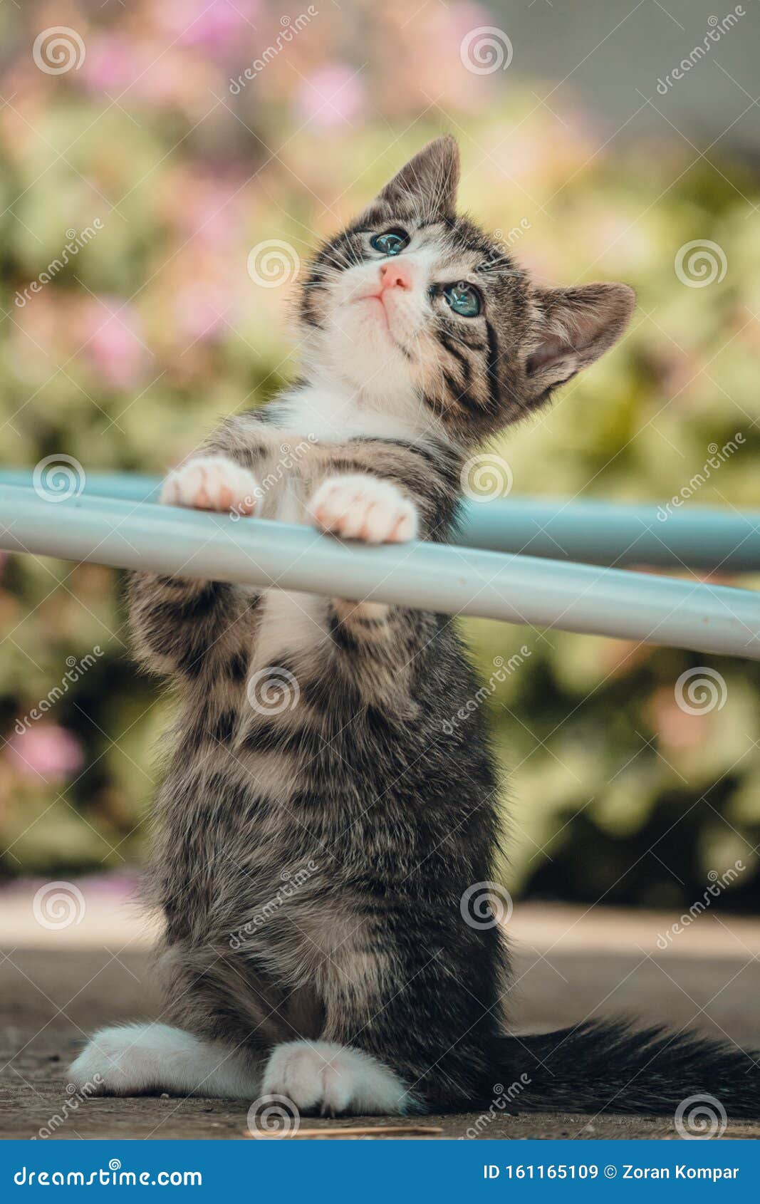 13 765 Chat Tigre Noir Et Blanc Photos Libres De Droits Et Gratuites De Dreamstime 13 765 Chat Tigre Noir Et Blanc Photos Libres De Droits Et Gratuites De Dreamstime